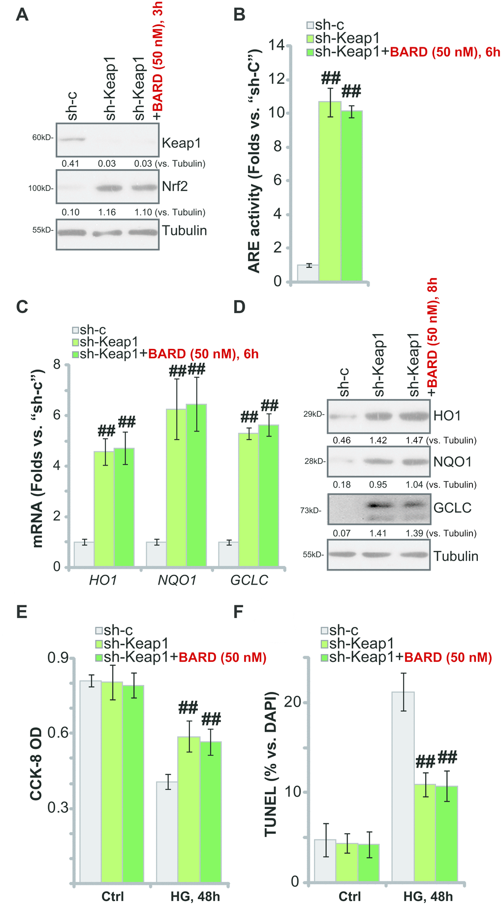 Keap1 silencing mimics BARD-induced cytoprotection in HG-stimulated HUVECs. The stable HUVECs with Keap1 shRNA lentiviral particles (“sh-Keap1”) were treated with or without Bardoxolone Methyl (BARD, at 50 nM) for applied time periods, control cells were transduced with the scramble control shRNA (“sh-C”), expression of listed genes was tested by qPCR and Western blotting analyses (A, C, D), with the relative ARE activity examined as well (B); Alternatively, cells were pretreated with BARD (50 nM) for 1h, followed by HG stimulation and cultured for 48h, cell viability (CCK-8 assay, E) and apoptosis (nuclear TUNEL staining assay, F) were tested. Expression of the listed proteins was quantified, normalizing to the indicated loading control protein (A and D). Error bars stand for mean ± standard deviation (SD, n=5). ##p
