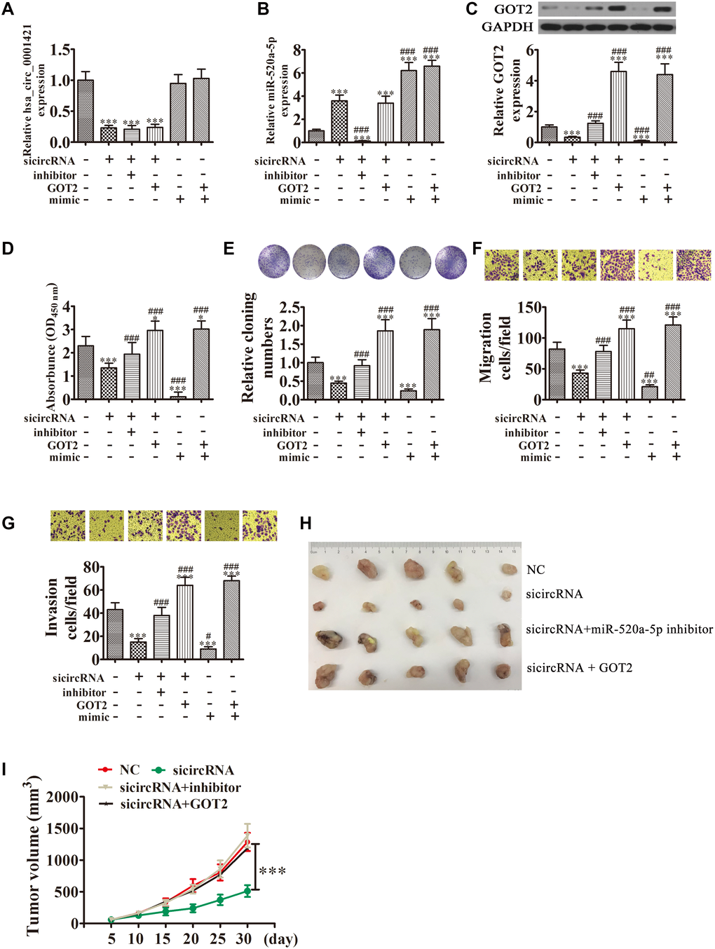 Overexpression of miR-520a-5p or downregulation of GOT2 reversed the suppressive effect of circ-SEC31A silencing on NSCLC cell proliferation, invasion, and migration. (A and B) RT-qPCR detection showing the expression of circ-SEC31A and miR-520a-5p in A649 cells. Data are presented as mean ± SD; ***P###PC) Western blot analysis showing the expression of GOT2 in A649 cells. Data are presented as mean ± SD; ***P###PD) CCK8 assays were used to evaluate cell proliferation after 72 h culture. Data are presented as mean ± SD; *P***P###PE) Colony formation assays showing the proliferation of A549 cells. Data are presented as mean ± SD; ***P###PF and G) Cell migration (E) and invasion (F) were assessed in A549 cells using Transwell assays. Data are presented as mean ± SD; ***P#P##P###PG) Xenograft tumors in nude mice from the four treatment groups (NC, si-circRNA, si-circRNA + miR-520a-5p inhibitor, si-circRNA + GOT2) after subcutaneous injection of A549 cells. (H, I) Xenograft tumor volumes from the four treatment groups were measured at the indicated time points. Data are presented as mean ± SD; ***P