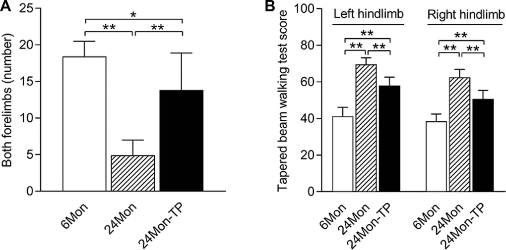 TP supplementation ameliorated the coordinated motor behavioral deficits of aged male rats. (A) Effects of TP supplementation on the number of times the aged male rats contacted the wall with both forelimbs during rearing. (B) Effects of TP supplementation on the tapered beam walking test scores of the hindlimbs of aged male rats. Data are expressed as the mean ± S.D. (n=12 rats/group). *P**P