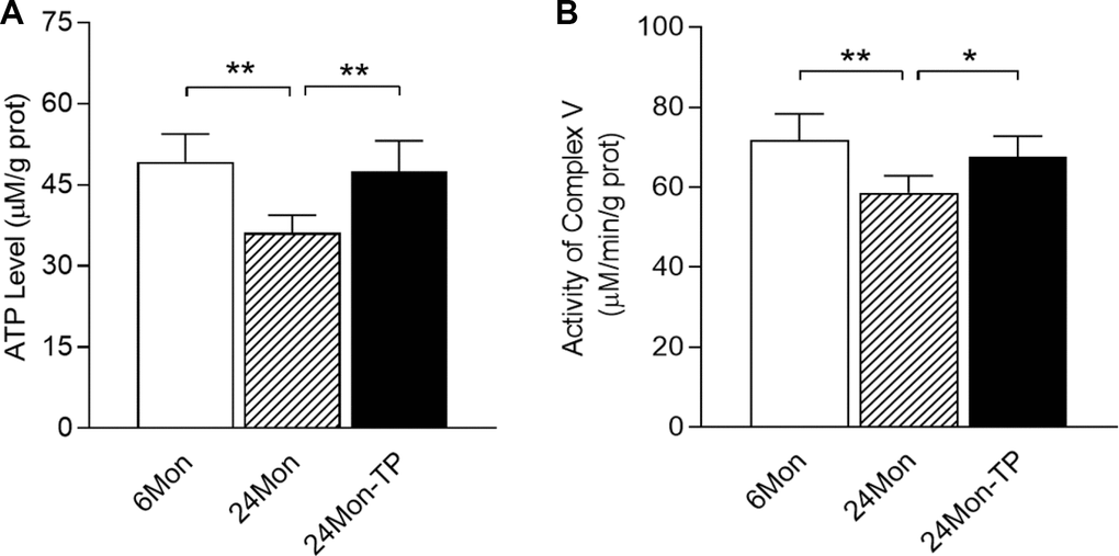 Effects of TP supplementation on ATP levels and mitochondrial complex V activity in the substantia nigra of aged male rats. (A) ATP levels. (B) Mitochondrial complex V activity. Data are expressed as the mean ± S.D. (n=6 rats/group). *P**P