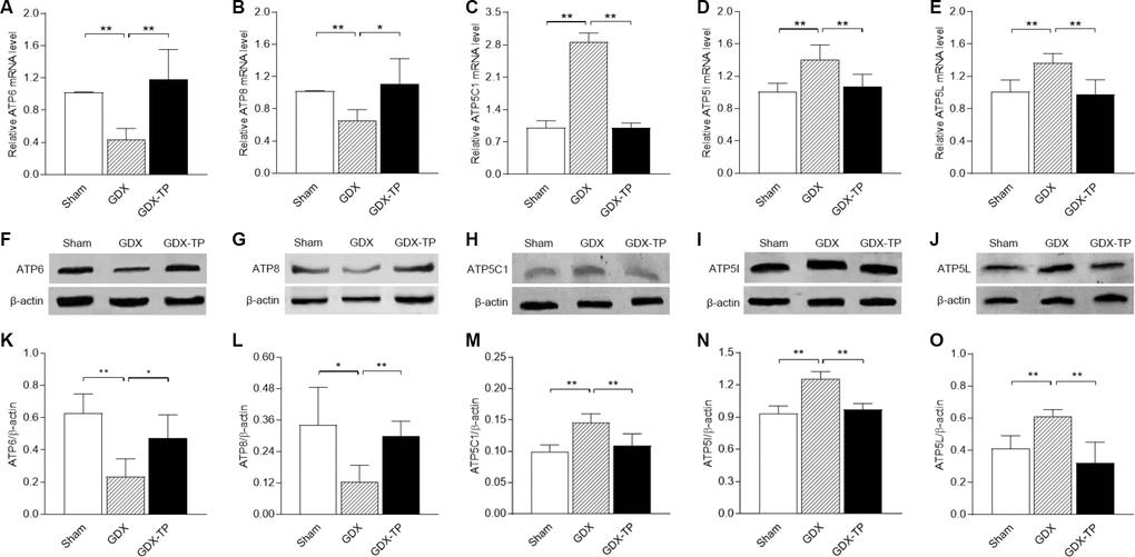 Effects of gonadectomy and TP replacement on mitochondrial complex V subunit expression in the substantia nigra of adult male rats. (A–E) The mRNA levels of ATP6, ATP8, ATP5C1, ATP5I and ATP5L were calculated using the 2-ΔΔCt method. GAPDH was used as an internal control. (F–J) Representative Western blots of ATP6, ATP8, ATP5C1, ATP5I and ATP5L protein levels. (K–O) ATP6, ATP8, ATP5C1, ATP5I and ATP5L protein levels were quantified by comparing the band density of each protein to that of β-actin (endogenous control). Data are expressed as the mean ± S.D. (n=6 rats/group). *P**P