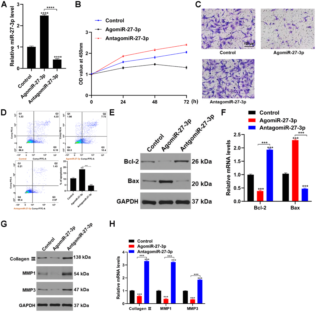 miR-27-3p impairs fibroblast function in vitro. (A) qRT-PCR was used to detected levels of miR-27-3p expression. (B) CCK8 assays were used to assess the viability of fibroblasts. (C) Fibroblast migration was evaluated using transwell assays. (D) Flow cytometry was used to evaluate apoptosis (Q2+Q3) among fibroblasts: Q1, dead cells; Q2, later apoptosis; Q3, early apoptosis; Q4, living cells. (E, F) pro-apoptotic and anti-apoptotic proteins were assessed with Western blotting and qRT-PCR. (G, H) The ECM-related proteins collagen III, MMP1 and MMP3 were evaluated with Western blotting and qRT-PCR.