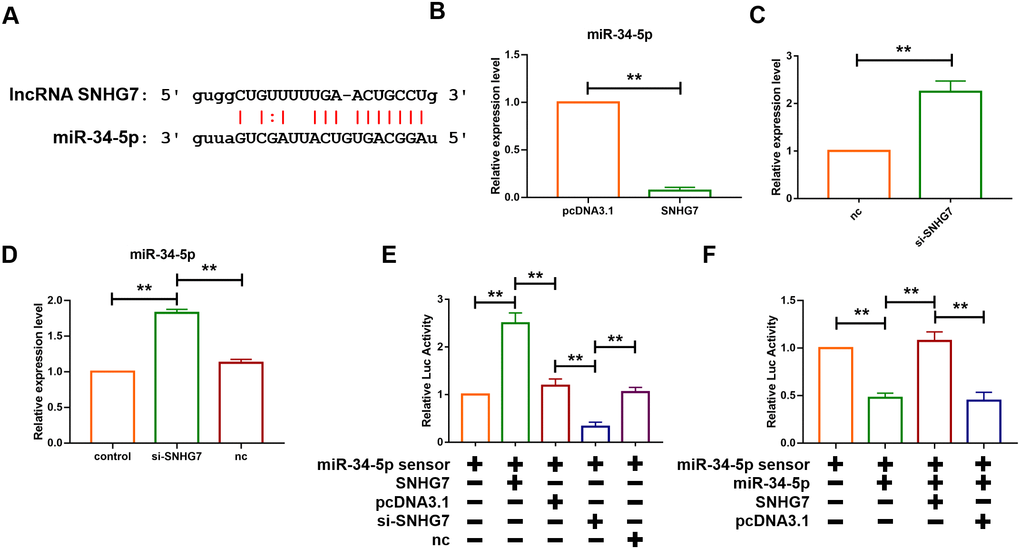 lcnRNA SNHG7 acted as a ceRNA and sponged miR-34-5p. (A) The predicted binding sites of SNHG7 and miR-34-5p. (B) Forced expression of SNHG7 with a SNHG7 expression plasmid inhibited the expression of miR-34-5p in cardiac fibroblasts. U6 served as an internal control. Data was presented as mean ± SEM; two-tailed t test was used for the statistical analysis. n=5 independent cell cultures. (C) Knockdown of SNHG7 by its siRNA increased the expression of miR-34-5p in cardiac fibroblasts. U6 served as an internal control. Data was presented mean ± SEM; two-tailed t test was used for the statistical analysis. n=5 independent cell cultures. (D) Knockdown of SNHG7 increased the expression of miR-34-5p in normal mice. U6 served as an internal control. Data was presented mean ± SEM; one-way ANOVA was used for the statistical analysis. n=6 mice per group. (E) SNHG7 binds to miR-34-5p and inhibits its activity. Cardiac fibroblasts were co-transfected with the miR-34-5p sensor and SNHG7 or si-SNHG7 and its corresponding scrambled form, and luciferase activity was detected. Data was presented as mean ± SEM; one-way ANOVA was used for the statistical analysis. n=5 independent cell cultures. (F) Cardiac fibroblasts were co-transfected with the miR-34-5p sensor and miR-34-5p or SNHG7 and its corresponding scrambled form, and luciferase activity was determined. Data was presented as mean ± SEM; one-way ANOVA was used for the statistical analysis. n=5 independent cell cultures. **P