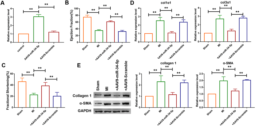 Overexpression of miR-34-5p ameliorated cardiac fibrosis in the mice after MI. (A) Intravenous injection of AAV9-miR-34-5p via tail increased miR-34-5p expression in normal mice, as measured by qRT-PCR; GAPDH served as an internal control, and AAV9-scramble served as a negative control. Data was presented as mean ± SEM; two-tailed t test was used for the statistical analysis. n=5 independent cell cultures. (B, C) Four weeks after MI, echocardiographic imaging showed that the overexpression of miR-34-5p improved ejection fraction (EF) and fraction shortening (FS). Data was presented as mean ± SEM; one-way ANOVA was used for the statistical analysis. n=12 mice per group. (D) qRT-PCR analysis showing that AAV9-miR-34-5p injection reversed the up-regulation of collagen 1α1 and collagen 3α1 in MI mice; GAPDH mRNA served as an internal control, and AAV9-scramble served as an additional control. Data was presented as mean ± SEM; one-way ANOVA was used for the statistical analysis. n=6 mice per group. (E) Protein levels of collagen 1 and α-SMA were measured by western blot; GAPDH served as an internal control. Data was presented as mean ± SEM; one-way ANOVA was used for the statistical analysis. n=6 mice per group. **P