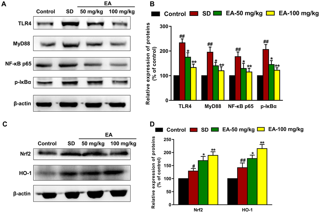 EA modulated the Nrf2 and TLR4 signaling pathways. (A) and (C) The levels of Nrf2, HO-1, TLR4, MyD88, p-IκBα and NF-κB p65 in the hippocampus were detected by Western blot. (B) and (D) Band intensities were quantified as percentages of values from the control group. Data values were expressed as the mean ± SEM (n=3), #P ##P *P **P 