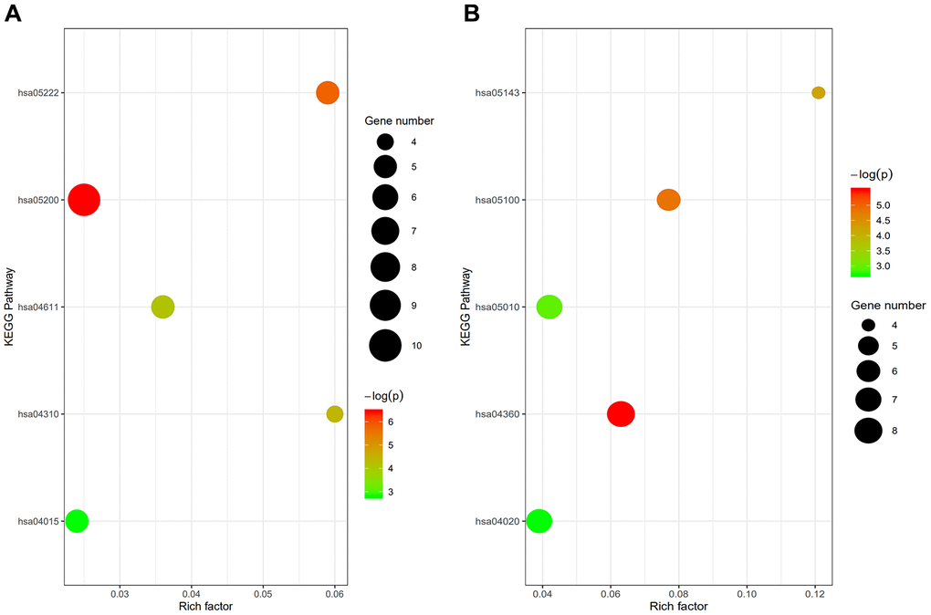 (A) Enrichment analysis of upregulated genes: hsa05200, cancer pathway; hsa05222, small cell lung cancer pathway; hsa04115, p53 signaling pathway; hsa04310, wnt signaling pathway; hsa04015, rap1 signaling pathway. (B) Enrichment analysis of downregulated genes: hsa04360, axon guidance pathway; hsa05100, bacterial invasion of epithelial cells pathway; hsa05143, African trypanosomiasis pathway; hsa05010, Alzheimer's disease pathway; hsa04020, calcium signaling pathway.