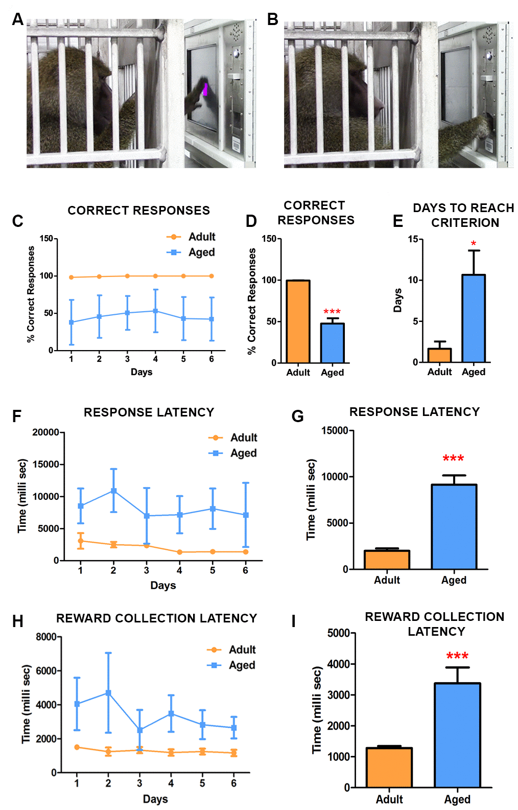 CANTAB touch task 1 detects age-associated differences in learning novel tasks. (A) Photograph depicting the baboon touching the stimulus displayed on the CANTAB screen. (B) Baboon retrieving the fruit pellet from the dispenser following a correct response on the task. (C) Daily performances demonstrated that adult baboons learned the task quicker and scored more correct responses than the aged ones. (D) The difference in performance in correct response was significantly different (Two-way ANOVA, ** pE) The aged baboons took significantly more time to reach the criterion compared to the adult animals. The latencies to respond (F and G) and to collect pellets from the dispenser (H and I) were significantly slow in aged subjects.