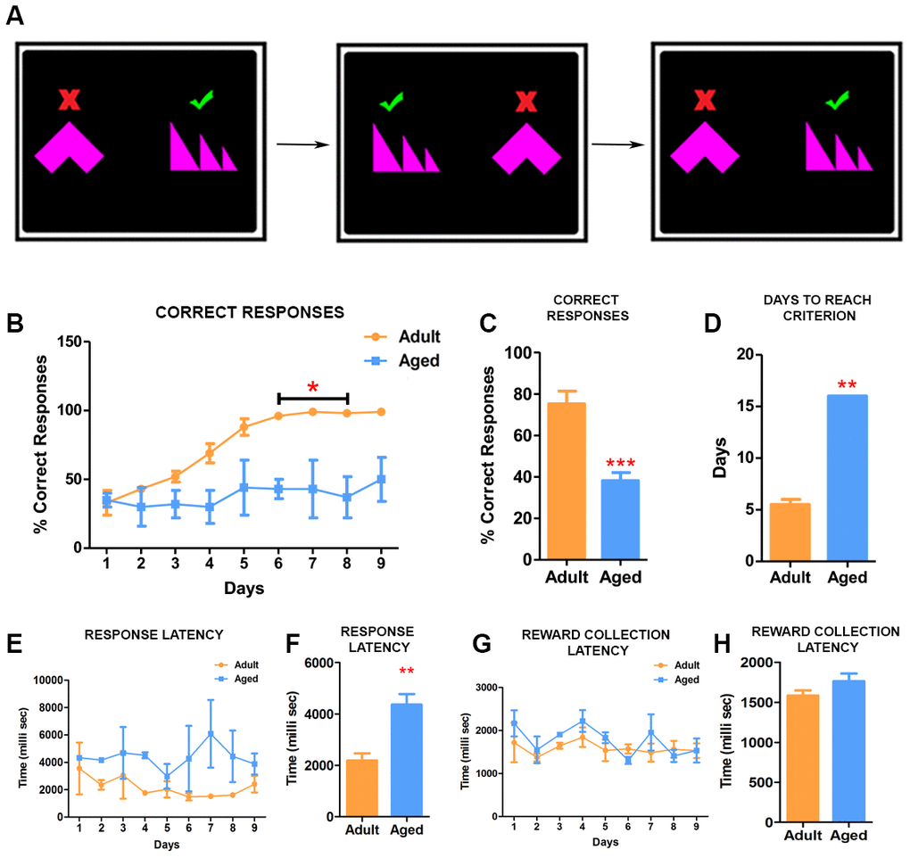 Simple discrimination task reveal deficits in learning. (A) Illustration depicting the set up for the simple discrimination task. One shape (green check mark) is associated with delivery of reward during the task. (B) Daily performances of simple discrimination task showed that adult baboons learned to identify the correct shape associated with rewards and performed consistently better than aged baboons. The difference in performance on the task from day 6 was statistically significant (Two-way ANOVA, * pC) The adult baboons overall performed significantly better compared to the aged baboons on the task (*** pD) The aged baboons took longer to reach criterion (** pE) Graph depicting the response latency of adult and aged baboons during each day of the task. (F) The latency to respond was significantly longer in aged baboons compared to the adult subjects (** pH and G) Quantitative analysis of pellet collection latency between adult and aged baboons showing no significant differences.