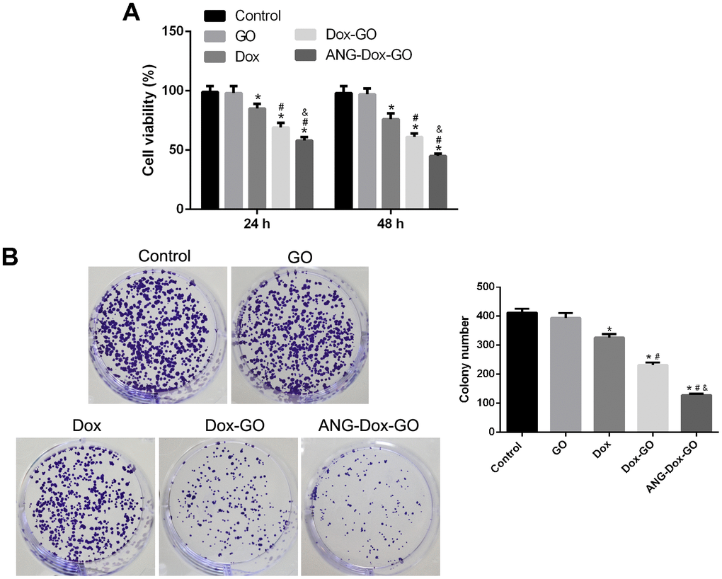 Angiopep-2 polypeptide-modified and doxorubicin-loaded graphene oxide (ANG-Dox-GO) inhibits tumor growth in U87 MG cells. (A) Cell viability of U87 MG cells treated with PBS (control), GO, Dox (30 μg/mL), Dox-GO (containing 30 μg/mL of Dox), and ANG-Dox-GO (containing 30 μg/mL of Dox), respectively, for 24 h and 48 h by MTT assay. (B) Clone number of U87 MG cells treated with PBS (control), GO, Dox (30 μg/mL), Dox-GO (containing 30 μg/mL of Dox), and ANG-Dox-GO (containing 30 μg/mL of Dox), respectively, for 24 h by colony formation assay. *P 