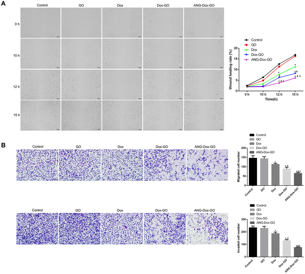 Angiopep-2 polypeptide-modified and doxorubicin-loaded graphene oxide (ANG-Dox-GO) inhibits metastasis in U87 MG cells. (A) The wound healing rate of U87 MG cells treated with PBS (control), GO, Dox (30 μg/mL), Dox-GO (containing 30 μg/mL of Dox), and ANG-Dox-GO (containing 30 μg/mL of Dox), respectively, at 0, 10, 12 h and 15 h by wound healing assay. (B) Cell migration and migration rates in U87 MG cells treated with PBS (control), GO, Dox (30 μg/mL), Dox-GO (containing 30 μg/mL of Dox), and ANG-Dox-GO (containing 30 μg/mL of Dox), respectively, by Transwell assay. *P 