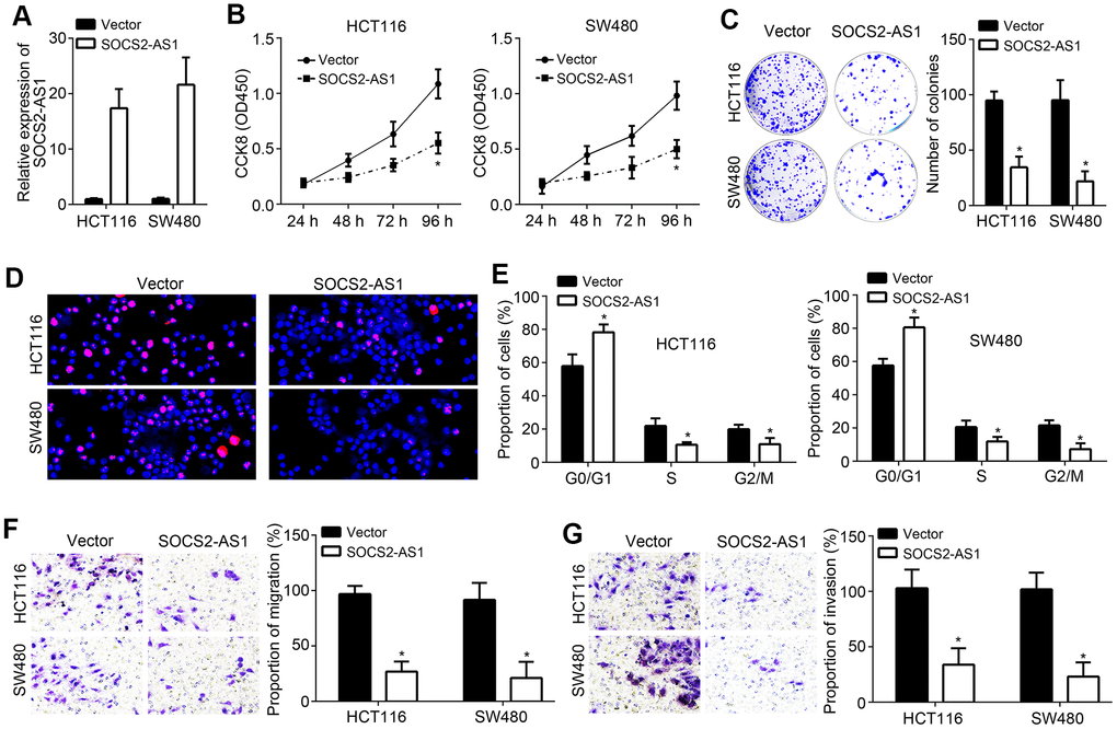 SOCS2-AS1 overexpression inhibited CRC proliferation, migration and invasion. (A) SOCS2-AS1 expression was upregulated in HCT116 and SW480 cells after transfection with SOCS2-AS1 overexpressing vector. (B, C) CCK8 and colony formation assays were performed to determine CRC cell proliferation. (D) Cell proliferation was evaluated by immunofluorescence staining with EdU. (E) Cell-cycle status of CRC cells were analyzed by FACS. (F, G) Transwell assay was performed to analyze cell migration and invasion. *P