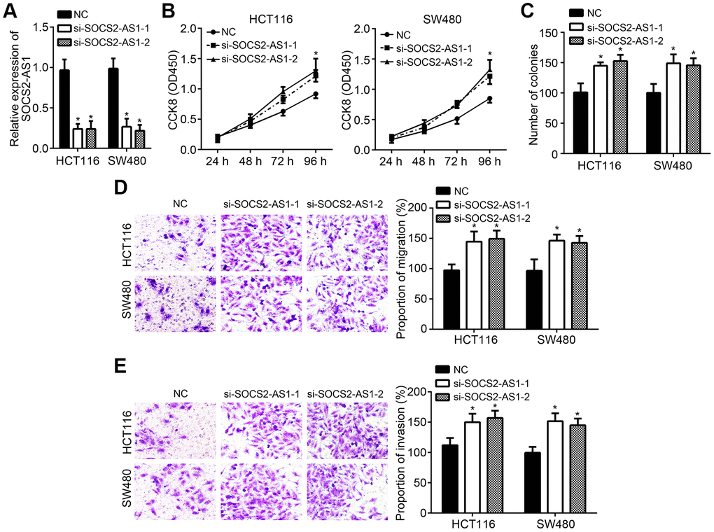 SOCS2-AS1 knockdown contributed to CRC progression. (A) SOCS2-AS1 expression was decreased after transfection with SOCS2-AS1 siRNAs. (B, C) CCK8 and colony formation assays were conducted to estimate cell proliferation. (D, E) Transwell assay was performed to analyze cell migration and invasion. *P