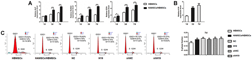 Osteogenic differentiation of HBMSCs cocultured with HAMSCs, lncRNA-H19 expression in HAMSCs and effects of lncRNA-H19 in HAMSCs on the proliferation of HBMSCs. (A) Relative mRNA expressions of ALP, RUNX2 and OCN in HBMSCs cocultured with HAMSCs were measured by RT-PCR analysis. (B) LncRNA-H19 expression in HAMSCs during coculturing was measured by RT-PCR analysis. (C) HBMSCs proliferation was demonstrated by flow cytometry. Data are shown as mean ± SD. *P 