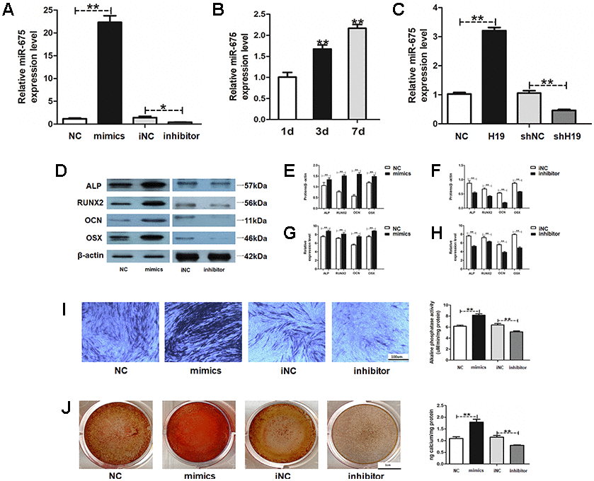 MiR-675 in HAMSCs is activated by lncRNA-H19 and promotes osteogenic differentiation of HBMSCs. (A) Transfection efficacy of miR-675 was detected by RT-PCR. (B) MiR-675 expression in HAMSCs during coculturing was measured by RT-PCR. (C) MiR-675 expression was measured by RT-PCR in NC, H19, shNC, and shH19 groups. (D–F) Protein levels of ALP, RUNX2, OCN and OSX were assessed by western blot assay in NC, mimics, iNC and inhibitor groups. (G, H) Relative mRNA expressions of ALP, RUNX2, OCN, and OSX were measured by RT-PCR analysis in NC, mimics, iNC and inhibitor groups. (I) ALP staining and activity in NC, mimics, iNC and inhibitor groups. Scale bar, 100 μm. (J) Alizarin red staining and quantification in NC, mimics, iNC and inhibitor groups. Scale bar, 1 cm. Data are shown as mean ± SD. *P 