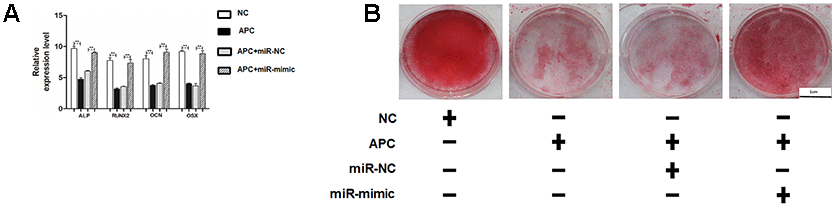 MiR-675 mimic could rescue the APC overexpression mediated inhibitory effects. (A) Relative mRNA expressions of ALP, RUNX2, OCN, and OSX were measured by RT-PCR analysis. (B) Alizarin red staining analysis. Scale bar, 1 cm. Data are shown as mean ± SD. **P 