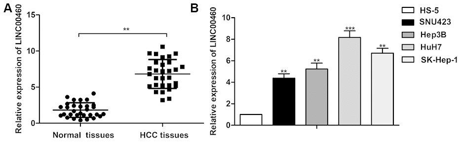 Up-regulated LINC00460 is found in human HCC tissues and cell lines. (A) Relative expression of LINC00460 in HCC tissues and the normal tissues was detected through qRT-PCR. (B) Relative expression of LINC00460 in HCC cells lines (SNU423, Hep3B, HuH7 and SK-Hep-1) and the control HS-5 cells was detected through qRT-PCR. **P ***P 