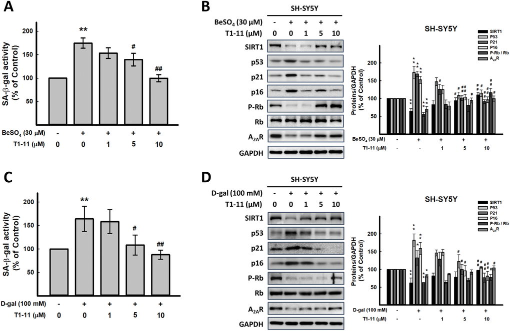 Effect of T1-11 on cellular senescence after BeSO4- and D-gal-induced senescence. (A, C) Effect of pre-treatment of T1-11 on BeSO4- and D-gal-induced cellular senescence markers, SA-β-gal activity, in SH-SY5Y cells. (B, D) Effect of pre-treatment of T1-11 on BeSO4- and D-gal-induced cellular senescence related molecules in SH-SY5Y cells. Data are mean±SEM from at least five independent experiments. Significant difference between control and treated cells is indicated by **p 4 alone and the cells treated with D-gal or BeSO4 combined with T1-11 is indicated by #p p 