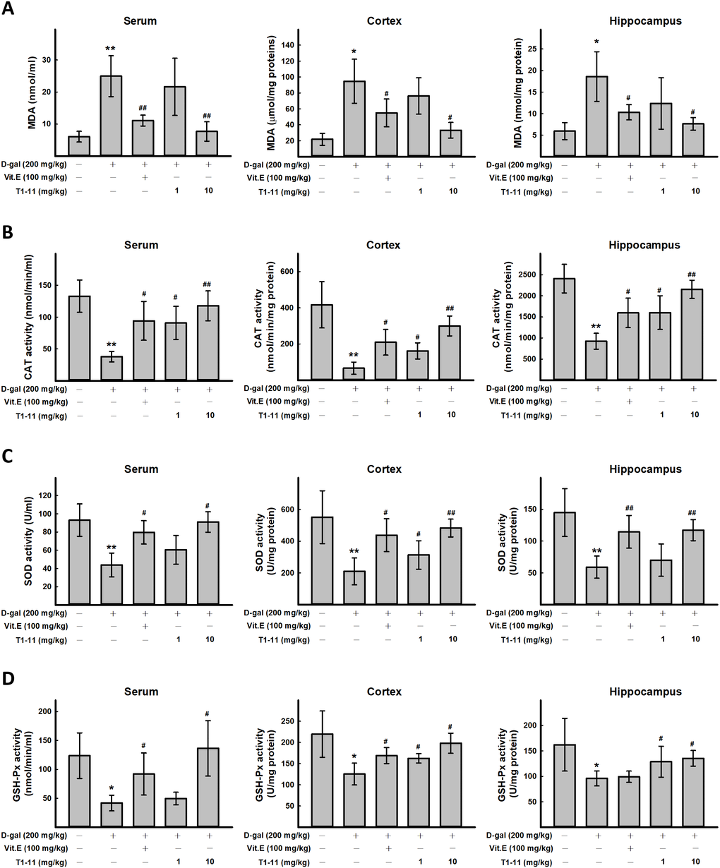 The effect of T1-11 on oxidant/antioxidant stress parameters in the serum, cortex, and hippocampus of D-gal-induced aging mice. After treament, serum, cortex, and hippocampus tissue of were collected. The level of MDA (A) and the activity of CAT (B), SOD (C), and GSH-Px (D) in the serum, cortex, and hippocampus of D-gal-induced aging mice were detected. Data are mean ± SD (n = 6). Significant difference between control and D-gal-induced aging mice is indicated by * p p p p 