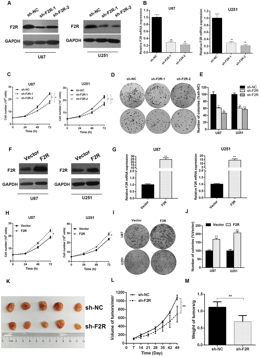 Effects of F2R knocking down or overexpression on the glioma cell growth. (A, B) Western blotting and RT-qPCR analysis of the F2R expression in U87 and U251 cell lines stably silencing F2R. Sh-NC represents lentivirus-mediated control groups. Sh-F2R represents lentivirus-mediated F2R silencing groups. (C) The cell proliferation assays showed that knocking down F2R suppressed the growth rates of U87 and U251 cell lines. (D, E) Colony formation assay demonstrated that knocking down F2R suppressed the colony formation ability of U87 and U251 cell lines. (F, G) Western blotting and RT-qPCR analysis of the F2R expression in U87 and U251 cell lines transfected with F2R overexpression or control plasmid. (H) The cell proliferation assays showed that overexpression of F2R promoted the growth rates of U87 and U251 cell lines. (I, J) Colony formation assay demonstrated that overexpression of F2R promoted the colony formation ability of U87 and U251 cell lines. (K) Macroscopical view of the xenograft tumors. (L) Tumor volume growth curves. (M) Average xenograft tumor weights. All experiments were repeated at least three times. Data are presented as the mean ± SEM. *P