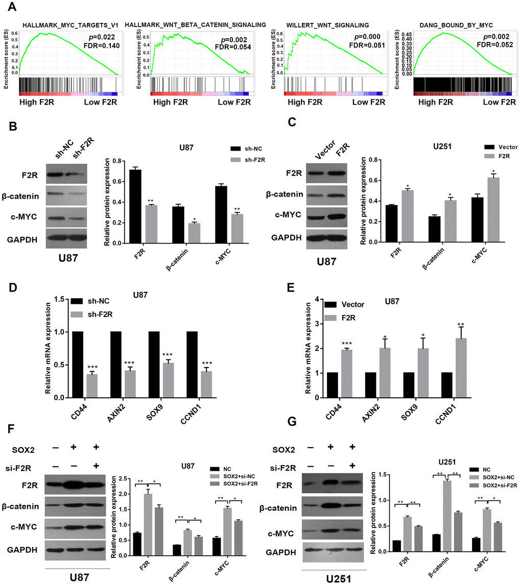 F2R promotes the malignant behavior of glioma via Wnt signal pathway. (A) GSEA enrichment plots demonstrated that enrichment of MYC targets and WNT signal pathways was associated with up-regulation of F2R. (B and C) Western blot analysis of F2R, c-MYC and β-catenin expression in F2R silenced or overexpressed U87 cells. (D and E) mRNA expression of the β-catenin signal pathway downstream genes (AXIN2, SOX9, CD44 and CCND2) in F2R knockdown or overexpressed U87 cells, which were determined by qPCR. (F and G) Western blot analysis of F2R, c-MYC and β-catenin expression in the U87 and U251 cell lines transfected with SOX2 or/and si-F2R. All of the experiments were performed at least three times. Data are means ± SEM. *P