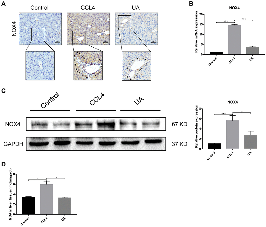 Effect of UA on the expression of NOX4 in mice with liver fibrosis. (A) The effect of UA on NOX4 expression was determined by using IHC. (B) Hepatic mRNA levels of NOX4 were measured by qRT-PCR. (C) Hepatic protein levels of NOX4 were detected by a western blot. (D) Detection of MDA content in the liver by a commercial kit. Data represent the mean ± SD of each group. *P 