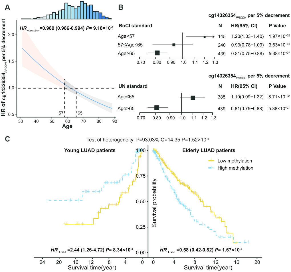 DNA methylation and age interaction on survival of lung adenocarcinoma (LUAD) patients. (A) Hazard ratio (HR) of cg14326354PRODH 5% per decrement of methylation level among different aged patients. The 95% confidence interval (95% CI) band of HR for patients aged 65 years is statistically significant. Top histogram shows distribution of age. (B) Forest plots of HR of cg14326354PRODH 5% per decrement of methylation level in young and elderly LUAD patients, categorized based on boundary of 95% CI (BoCI) and 1956 United Nations standard. (C) Kaplan-Meier survival curves of low and high methylation groups (categorized by median value) among young and elderly LUAD patients defined using BoCI standard. Pheterogeneity was used to evaluate heterogeneity of HRs across age groups.