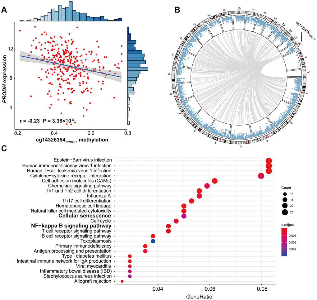 Scatter plot of cis-regulation, circos plot of genome-wide trans-regulation analysis, and significant pathways of gene enrichment pathway analysis. (A) Correlation between DNA methylation of cg14326354PRODH and expression of PRODH. The r coefficient and P-value were derived from Pearson correlation analysis. Gene expression was log2-transformed before correlation analysis. (B) Circos plot of genome-wide trans-regulation analysis in the TCGA cohort. Blue points ordered by genomic position represent P-values of correlation between gene expression and methylation at cg14326354PRODH. Grey lines represent significant correlations with Bonferroni-adjusted P ≤ 0.05. (C) KEGG gene enrichment analysis of 821 trans-regulated genes correlated with cg14326354PRODH methylation.