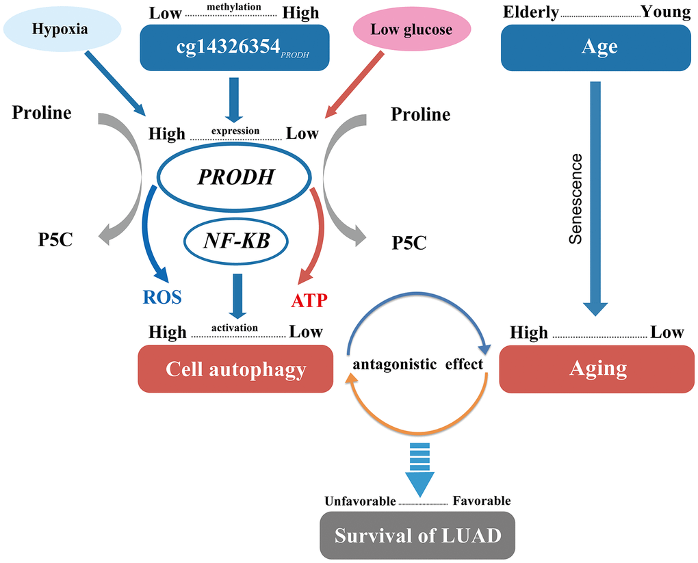 Pathway of DNA methylation–age interaction effect on survival of lung adenocarcinomas (LUAD) patients.