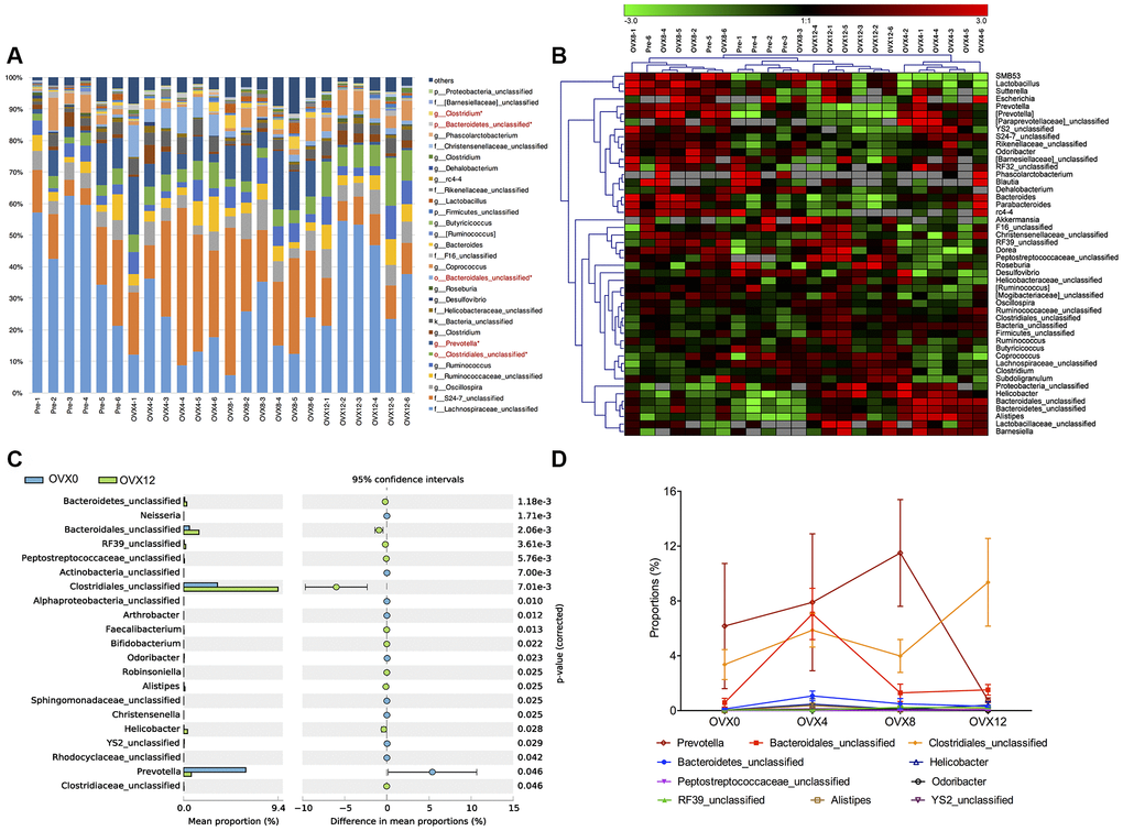 Annotation of genus level for the thirty most abundant species determined by 16S rRNA sequencing following ovariectomy. Microbiota in red font shows significant differences between OVX0 and OVX12 (A). Heat map of the microbial communities of samples were analyzed in genus level, OUT=0.03 (B). The abundant differences of genus comparison between pre- and post-ovariectomy (C). Species abundance changes of the ten most abundant genus following ovariectomy with significant differences (D). Values were analyzed using the Kruskal-Wallis H test with Benjamini-Hochberg FDR multiple test correction, *q