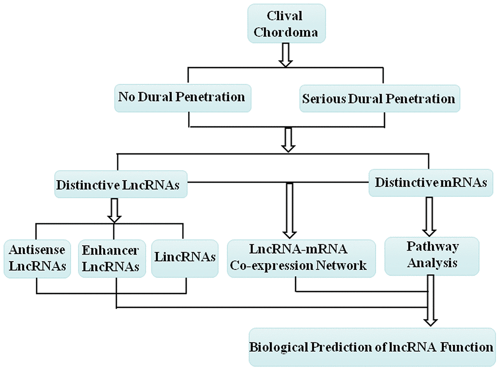 Schematic overview of the workflow for construction of the lncRNA-mRNA co-expression network and prediction of the lncRNA biological function.