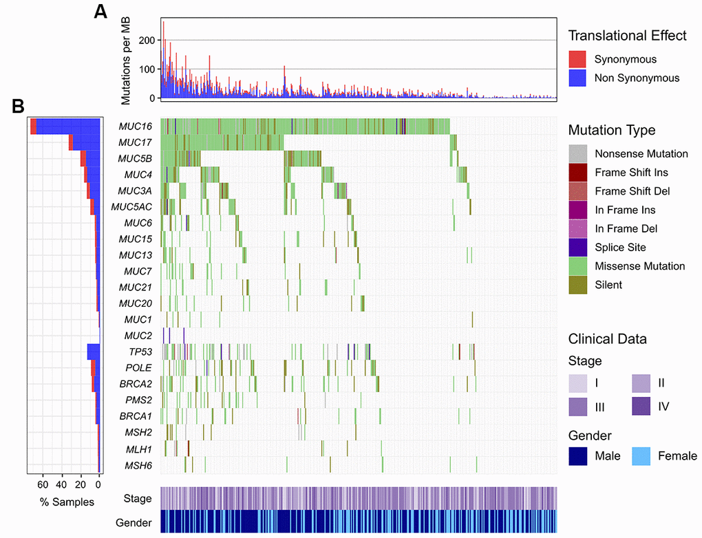 Mutational patterns of MUC16 and mucin family members in relation to DNA repair-related genes in the TCGA cohort. (A) Numbers of mutations per megabase in each sample. (B) Representation for mutation patterns of mucin and DNA repair genes.