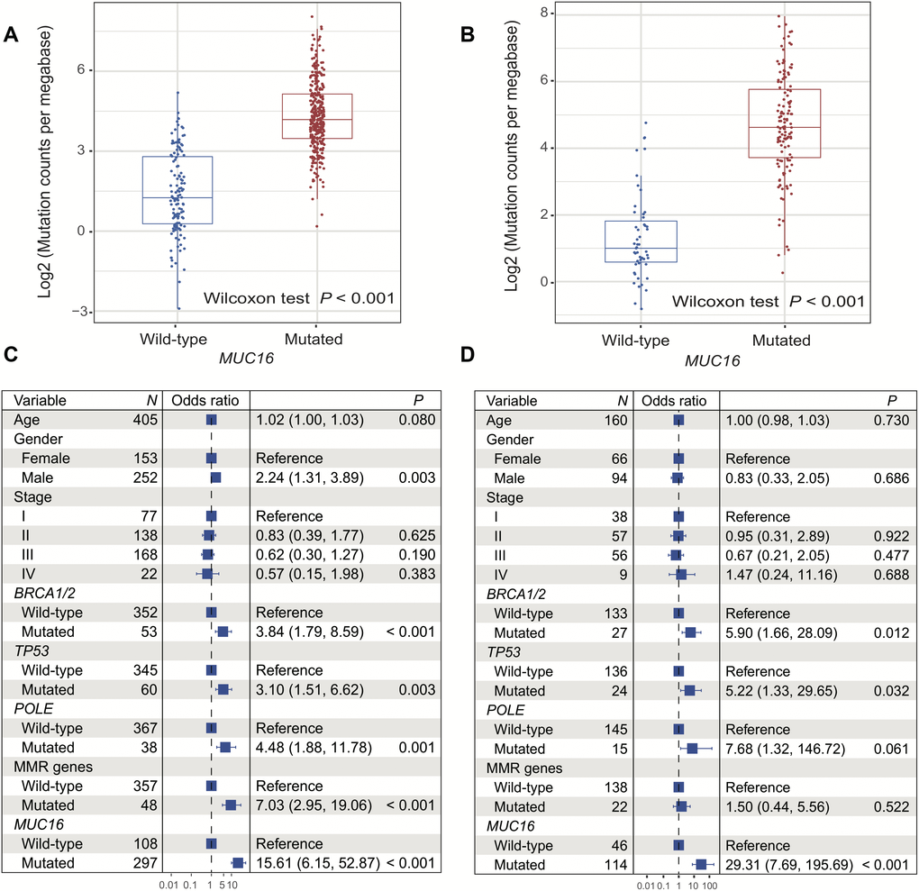 Correlation of MUC16 mutations with tumor mutational load in 2 cohorts. (A, B) Mutation burden of melanoma samples with and without MUC16 mutation (left: TCGA; right: ICGC). (C, D) Multivariate logistic regression models were conducted to explore association of MUC16 mutations with TML (left: TCGA; right: ICGC).