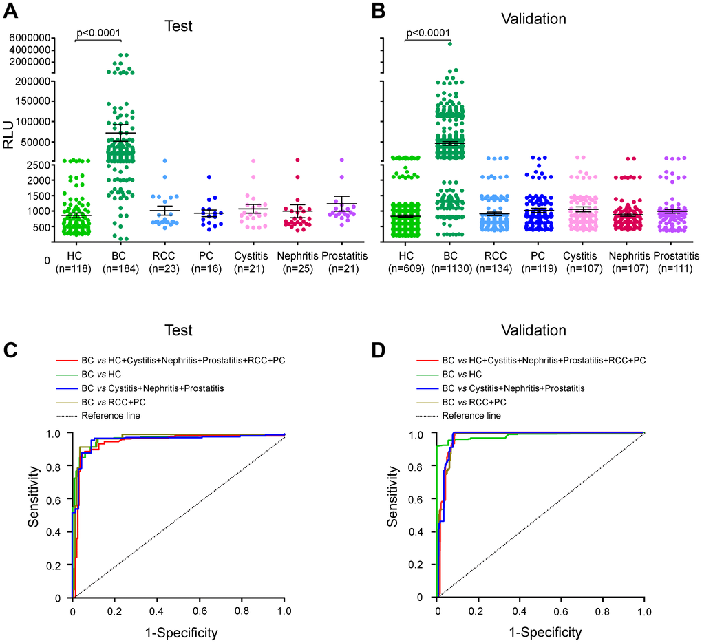 Urinary AG31 levels are elevated in bladder cancers in the test and validation groups. (A) Urinary AG31 levels for test groups. (B) Urinary AG31 levels for validation groups. Black horizontal lines are means, and error bars are SEs. Urinary AG31 levels were measured with RLU (relative light unit). HC, healthy control; BC, bladder cancer; RCC, renal cell carcinoma; PC, prostate cancer. (C) ROC curves for all patients with bladder cancer versus all controls in the test groups. (D) ROC curves for all patients with bladder cancer versus all controls in the validation groups. Jagged curves denote ROC curves; diagonal lines represent reference lines. HC, healthy control; BC, bladder cancer; RCC, renal cell carcinoma; PC, prostate cancer.