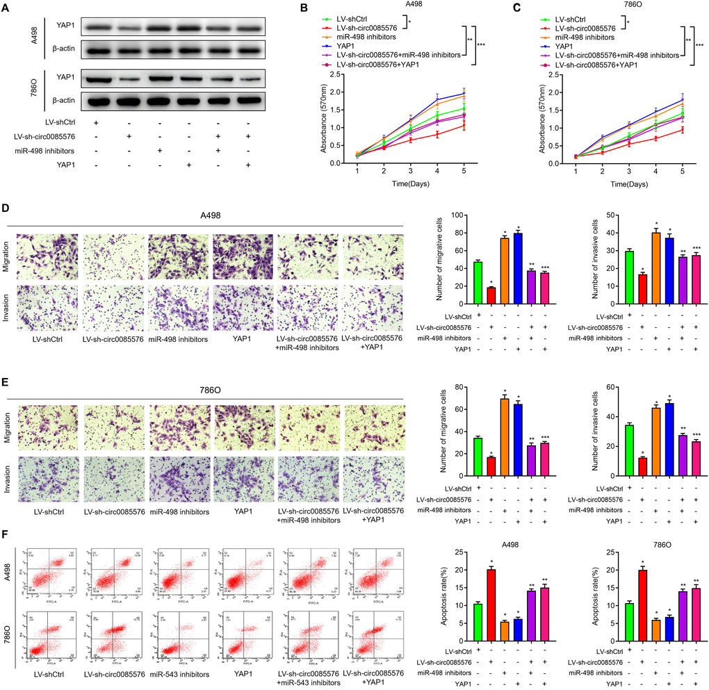 The oncogenic hsa