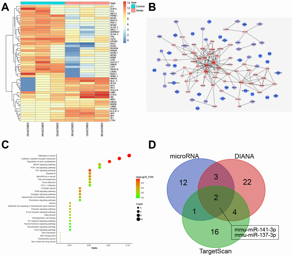 miRNA and mRNA expression profiles in ischemic stroke. (A) a heat map of the expression of the first 50 DEGs in ischemic stroke-related microarray data GSE9391. The colored column represents the sample number, the row name indicates the DEGs, each rectangle in the graph corresponds to the expression value of a sample, red indicates high expression and blue indicates poor express; (B) PPI network for the DEGs in ischemic stroke. The color of genes indicates the degree of association with other genes and, if a gene has more interacting genes, the core degree of the gene in the network and the correlation degree will be higher; red indicates high association and blue indicates low association; (C) enrichment analysis of KEGG for DEGs in ischemic stroke; the abscissa represents gene ratio and the coordinate represents KEGG enrichment item; the right histogram represents color gradation; (D) comparisons among miRNAs targeting Src by DIANA, TargetScan and microRNA. Two miRNAs were located at the intersection of the three databases (mmu-miR-141-3p and mmu-miR-137-3p).