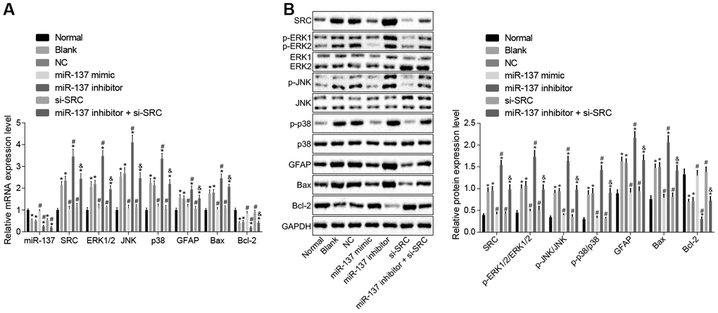 miR-137 inhibits Src thus inactivating the MAPK signaling pathway in astrocytes. (A) miR-137 expression and mRNA levels of Src, Erk2, Jnk, p38, Gfap, Bax and Bcl-2 in astrocytes detected using RT-qPCR; (B) protein levels of Src, GFAP, Bax and Bcl-2 along with the extent of ERK1/2, JNK and p38 phosphorylation in astrocytes detected using Western blot analysis. Measurement data are expressed as mean ± standard deviation and compared using one-way ANOVA, followed by Tukey's post hoc test. * p vs. normal astrocytes; # p vs. OGD-induced astrocytes treated with negative controls; & p vs. astrocytes treated with miR-137 inhibitor. The experiment was repeated 3 times independently.