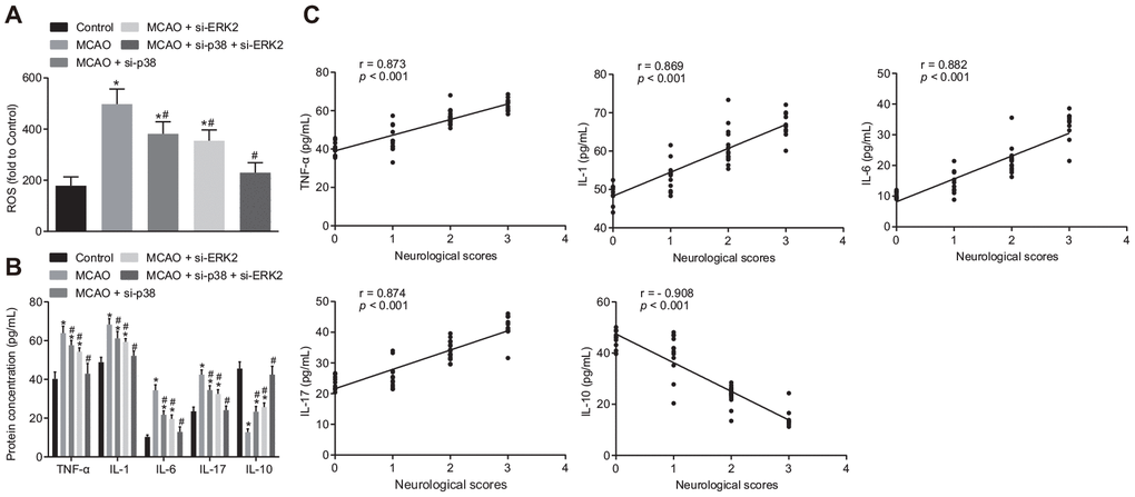 Inhibition of p38 or ERK2 signaling pathway attenuates oxidative stress and the inflammatory response in the brain of MCAO mice. (A) detection of ROS in brain tissues from mice treated with si-p38, si-Erk2 or in combination using DCFH-DA fluorescent probe; (B) detection of TNF-α, IL-1, IL-6, IL-17 and IL-10 protein expression in the brain tissues of mice treated with si-p38, si-Erk2 or in combination by ELISA; (C) correlation analysis between the score of neurological function and contents of TNF-α, IL-1, IL-6, IL-17 and IL-10 in brain tissues of mice treated with si-p38, si-Erk2 or in combination. Measurement data are expressed as mean ± standard deviation, which were compared by one-way ANOVA, followed by Tukey's post hoc test. Correlation analysis was performed using Pearson correlation coefficient, r > 0 represents a positive correlation, r p p vs. control group (sham-operated wild-type mice); # p vs. MCAO group (wild-type mouse models of MCAO). N = 15.