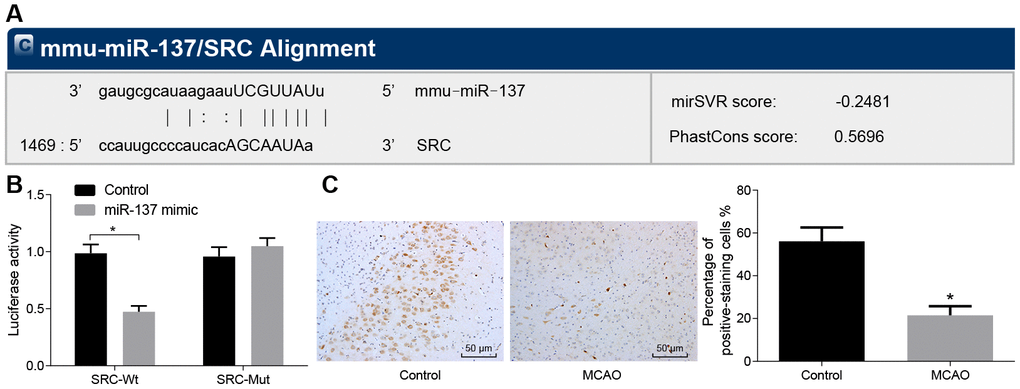 Src is a target gene of miR-137. (A) binding site prediction for miR-137: The 3’UTR of Src was analyzed using microRNA.org; (B) identification of the interaction between miR-137 and Src using dual-luciferase reporter assay; (C) miR-137 expression in the brain tissues of MCAO mice visualized by in situ hybridization (× 200). All measurement data were expressed as mean ± standard deviation and the differences between two groups were compared by independent sample t-test. * p vs. control cells. N = 15.