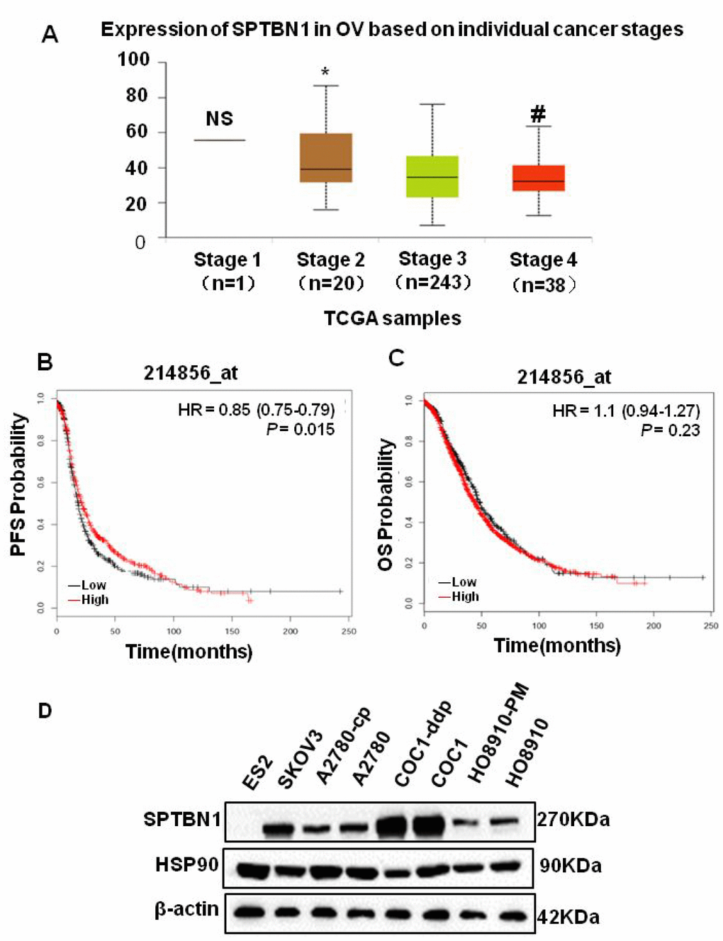 SPTBN1 is closely related to the progression of epithelial ovarian cancer. (A) Analysis of TCGA data. The expression of SPTBN1 was significantly decreased as EOC staging increased. NS: stage 1 vs stage 2, 3, and 4; *PPB, C) The progression-free survival (PFS) and overall survival (OS) rates were retrieved from the TCGA dataset (probe 214856