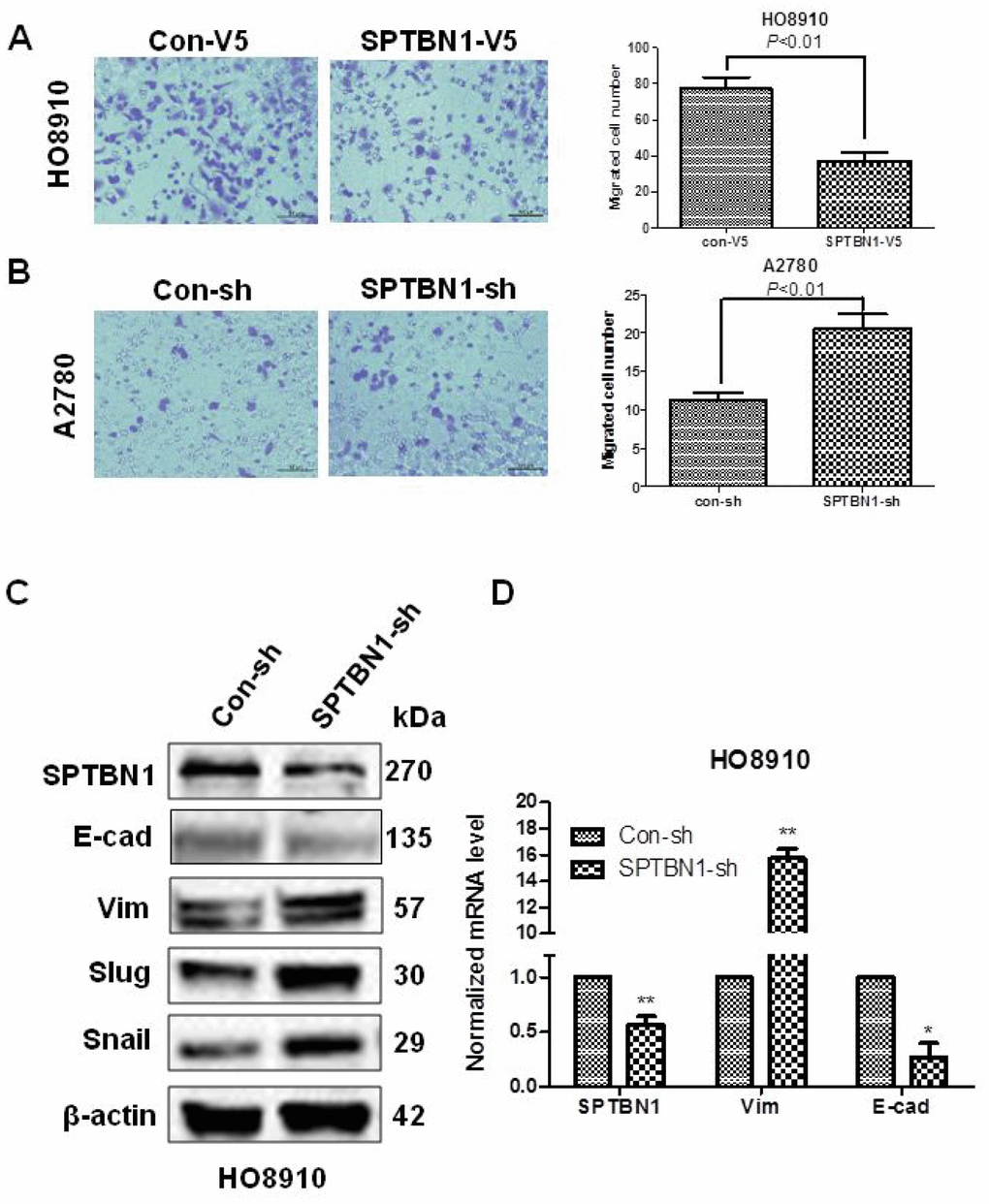 SPTBN1 inhibits the migration and EMT of epithelial ovarian cancer cells. (A, B) Assessments of cell migration. Overexpression of SPTBN1 inhibits the migration of HO8910 cells (A), while downregulation of SPTBN1 promotes the migration of A2780 cells (B). (C, D) Comparison of EMT-related markers at the protein level (C) and mRNA level (D). * P P 