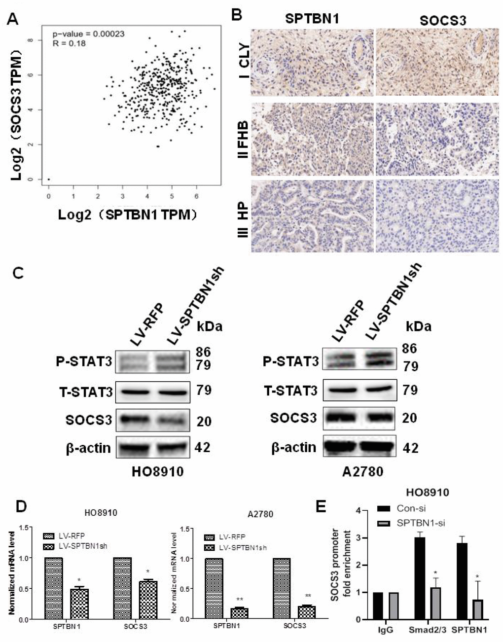 Positive correlation between the expression of SPTBN1 and SOCS3 in epithelial ovarian cancer patients and cells. (A, B) Positive correlation between SPTBN1 and SOCS3 expression was investigated by GEPIA (gene expression profiling interactive analysis, http://gepia.cancer-pku.cn) based on the TCGA dataset (A) and observed by IHC staining of ovarian cancer patient samples (n=11) with 40× magnification (B). (C) The protein level of SOCS3 was decreased, and the phosphorylated STAT3 level was increased when SPTBN1 was downregulated. (D) SPTBN1 regulated SOCS3 expression at the mRNA level. * P P E) ChIP-qPCR was performed in HO8910 cells with anti-SPTBN1 and anti-Smads2/3 antibodies to determine the enrichment of SOCS3 promoter region sequences in the obtained ChIP DNA. *P 