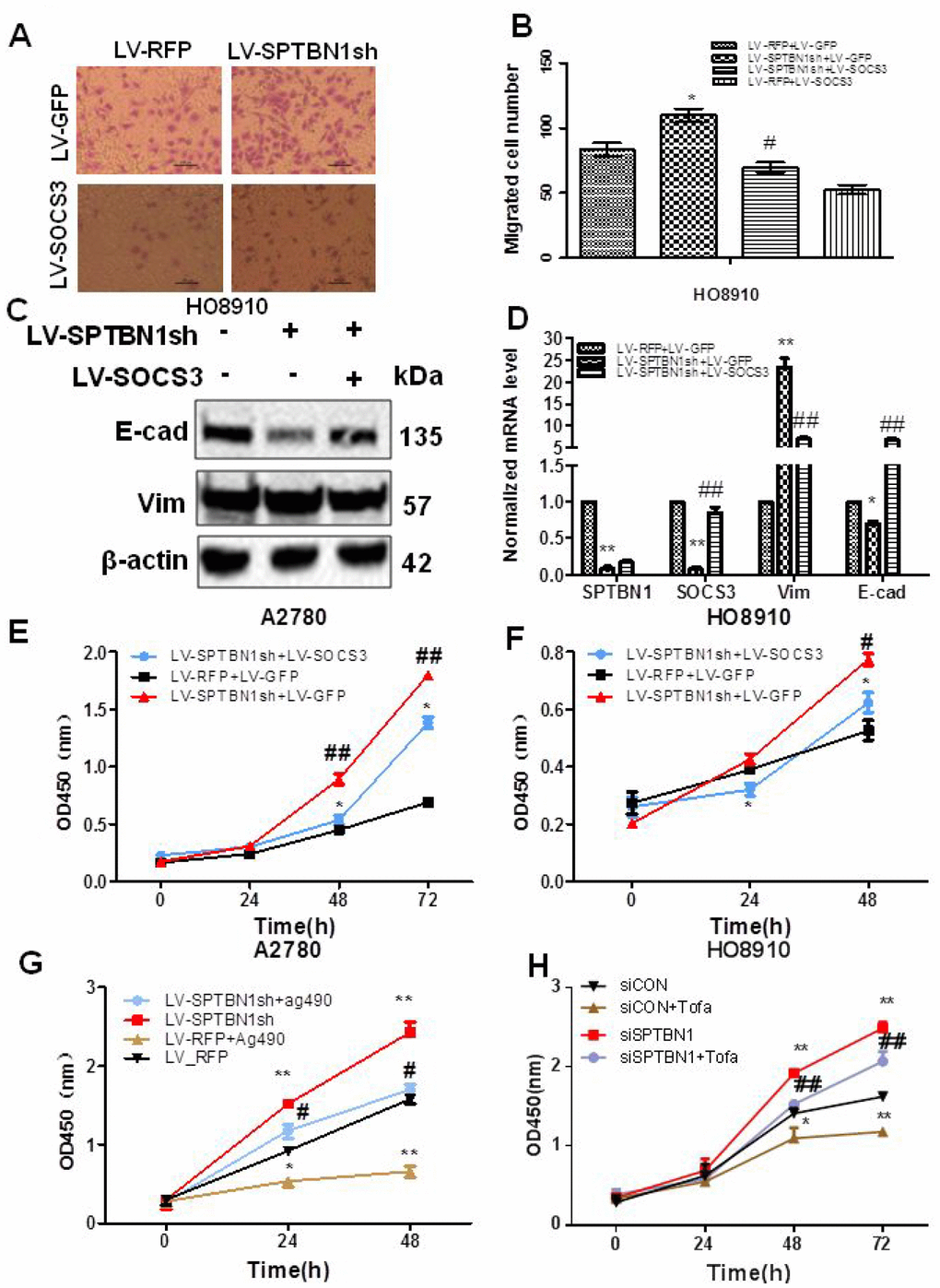 SOCS3 overexpression or the JAK2 inhibitor reverses the inhibitory effects of SPTBN1 on cell viability and migration. (A, B) In vitro cell migration assay. * P P C, D) Comparison of protein (C) and mRNA (D) levels of the EMT-related proteins E-cadherin (E-cad) and Vimentin (Vim). The expression of SOCS3 and E-cadherin was decreased and Vimentin was increased by the loss of SPTBN1, while SOCS3 overexpression reversed the effects of the loss of SPTBN1. *PPPE–H) Cell viability was determined by CCK8 assay. SOCS3 overexpression reversed the enhanced cell viability due to the loss of SPTBN1 in A2780 (E) and HO8910 cells (F). #PPPG) and HO8910 cells (H). *PPP