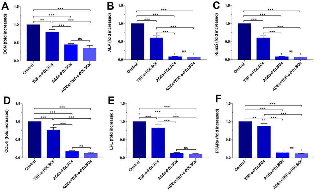 mRNA levels of OCN (A), ALP (B), RunX2 (C), Col-II (D), LPL (E) and PPARγ (F) in PDLSCs differentiated into osteoblasts, chondrocytes and adipocytes for 21 days. Data are presented as the mean±standard deviation (SD) (n=3) (ns P>0.05, * P