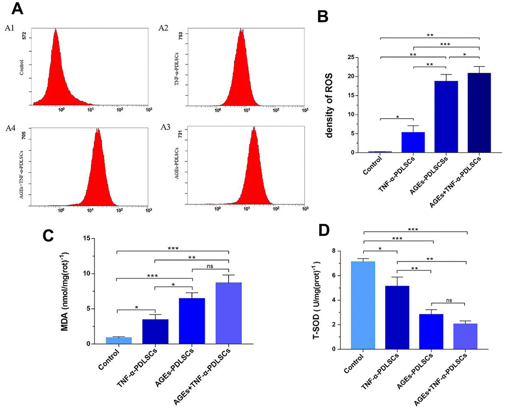 After incubating PDLSCs in four different media for 72 hours, the amount of endogenous ROS (A, B), glutaraldehyde (C) and total mitochondrial superoxide dismutase (D) produced by PDLSCs induced by AGEs and/or TNF-α was analyzed by flow cytometry (A). A1: Control Group; A2: Cells were treated with 10ng/mL TNF-α; A3: Cells were treated with 100μg/mL AGEs-BSA; A4: Cells were treated with 100μg/mL AGEs-BSA and 10ng/mL TNF-α. Data are presented as the mean ±standard deviation (SD) (n=3). (ns P>0.05, * P