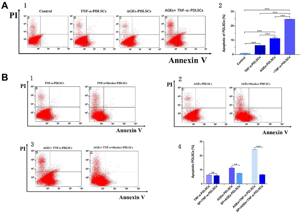 After 72 hours of PDLSCs culture in four different media, apoptosis was detected by flow cytometry detection of AV/PI double staining (A). Each group of cells was pretreated with the JNK pathway inhibitor SP600125 for 30 minutes and then loaded with corresponding stimuli, flow cytometry with Annexin V/PI double staining detected the apoptosis rate of each group (B). Data are presented as the mean±standard deviation (SD) (n=3). (ns P>0.05, * P