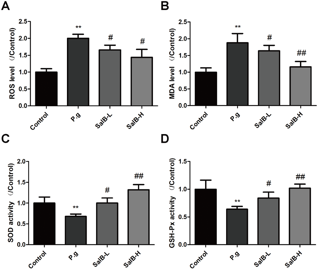 SalB ameliorates oxidative stress in P. gingivalis-infected mice. The levels of ROS (A), MDA (B) and the enzymes activities of SOD (C), GSH-Px (D) were detected in the hippocampus of P. gingivalis-infected mice. Experimental values were expressed as mean ± SEM (n = 6 per group). *P P #P ##P P.g.