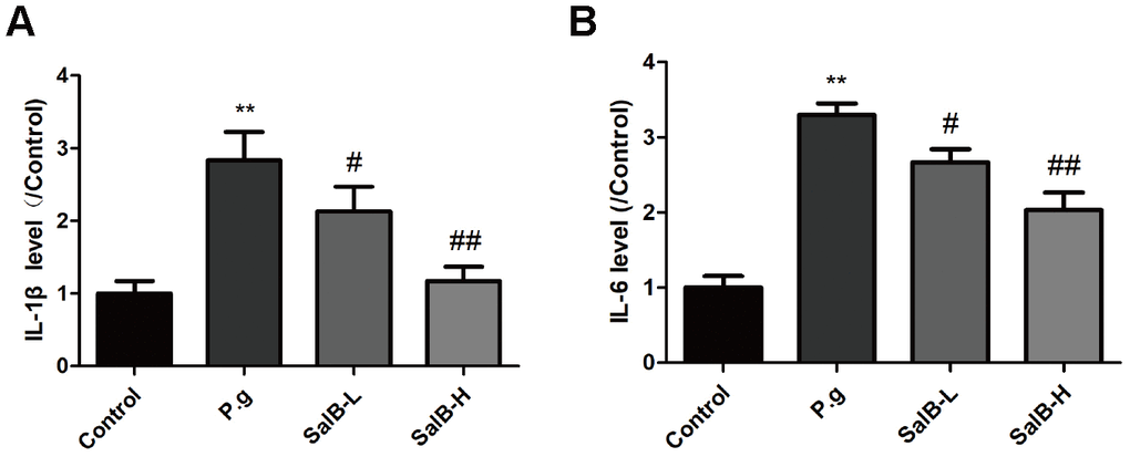 SalB ameliorates neuroinflammation in P. gingivalis-infected mice. The inflammatory factors levels of IL-1β (A) and IL-6 (B) in the hippocampus of P. gingivalis-infected mice. Experimental values were expressed as mean ± SEM (n = 6 per group). *P P #P ##P P.g.