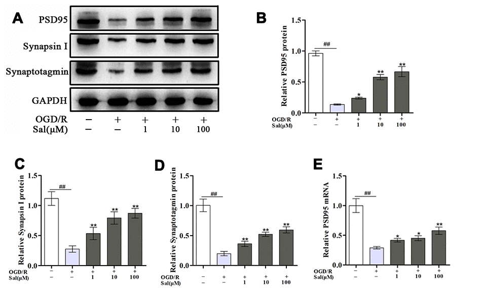 Sal promotes the growth of synaptic-associated proteins after OGD/R. (A–D) Protein expression and quantification analysis of PSD95, synapsin I and synaptotagmin in each group. (E) QPCR data for PSD95. Values are expressed as the mean ± SD. #p ##p *p **p 