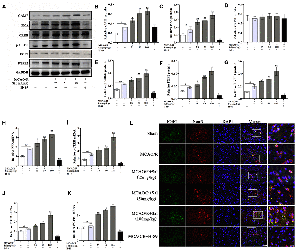 Sal upregulates the FGF2-mediated cAMP/PKA/CREB signaling pathway following MCAO/R. (A–G) Representative western blot bands of cAMP, PKA, CREB, p-CREB, FGF2 and FGFR1 in each group. (H–K) QPCR analysis of PKA, p-CREB, FGF2 and FGFR1 mRNA expression at 7 days after MCAO/R in different groups. (I) Double staining for FGF2-positive (green) and NeuN-positive neurons (red) neurons (the scale bars are 20 μm and 10 μm). Values are expressed as the mean ± SD. #p ##p *p **p 