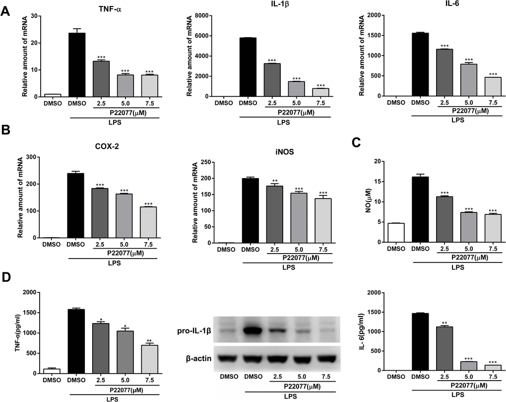P22077 suppresses LPS-induced inflammatory response in Raw264.7 cells. (A, B) Raw264.7 cells were pretreated with DMSO or P22077 (2.5 μM, 5.0 μM and 7.5 μM) for 2 h, then stimulated with LPS (100 ng/ml) for another 4 h. The mRNA expressions of TNF-α, IL-1β, IL-6 (A), COX2 and iNOS (B) were analyzed by Q-PCR. (C, D) Raw264.7 cells were pretreated with DMSO or P22077 (2.5 μM, 5.0 μM and 7.5 μM) for 2 h, and then stimulated with LPS (100 ng/ml) for 10 h. Nitric oxide (NO) concentration in culture supernatant was measured by Griess assay (C). TNF-α and IL-6 in the supernatants were measured by ELISA, pro-IL-1β was detected by immunoblot (D). Similar results were obtained from three independent experiments and data were presented as mean ± SD of one representative experiment. *P